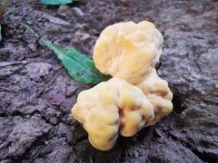 Laetiporus sulphureus