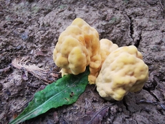 Laetiporus sulphureus