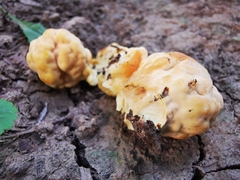 Laetiporus sulphureus