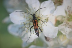 Stenurella septempunctata
