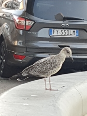 Larus michahellis