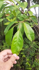 Citharexylum spinosum
