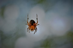 Araneus diadematus