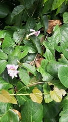 Mansoa alliacea