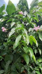 Mansoa alliacea