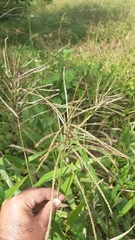 Paspalum fasciculatum