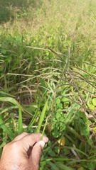 Paspalum fasciculatum