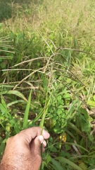 Paspalum fasciculatum