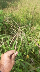 Paspalum fasciculatum