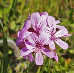 Pelargonium