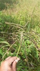 Paspalum fasciculatum