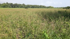 Paspalum fasciculatum