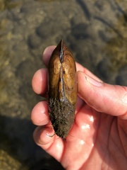 Eurynia dilatata