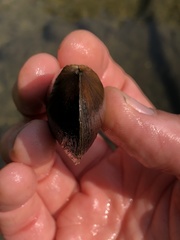 Eurynia dilatata