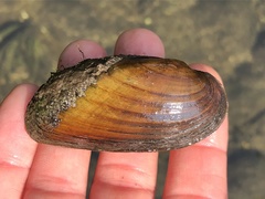 Eurynia dilatata