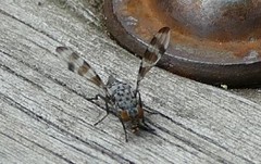 Pseudotephritis