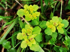 Chrysosplenium serreanum