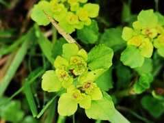 Chrysosplenium serreanum