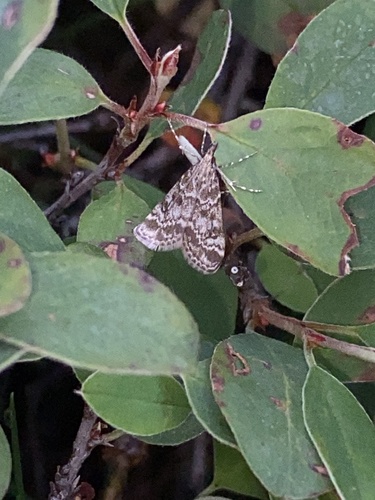 Eudonia sudetica