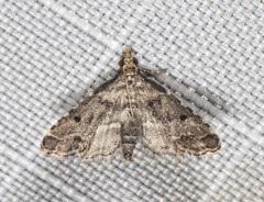 Sufetula hemiophthalma