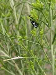 Agrilus walsinghami