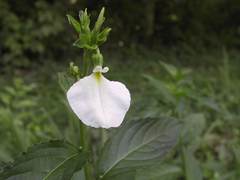 Pombalia communis