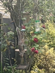 Sciurus carolinensis