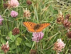 Argynnis niobe