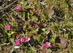 Sidalcea malviflora purpurea