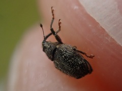 Ceutorhynchus pallidactylus