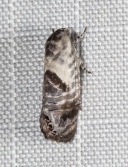 Eupselia carpocapsella
