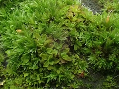 Syntrichia latifolia