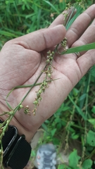Scleria gaertneri
