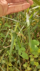 Scleria gaertneri