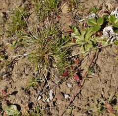 Agrostis blasdalei
