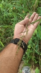 Scleria gaertneri