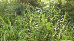 Scleria gaertneri