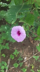 Ipomoea tiliacea