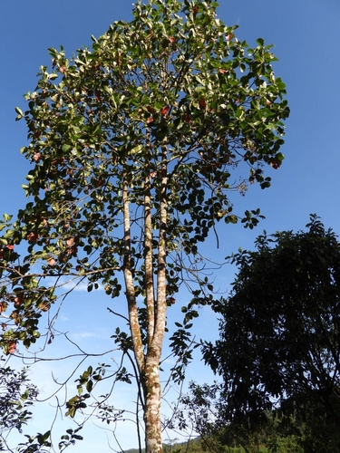 Cinchona pubescens - Whole tree