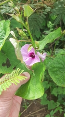 Ipomoea tiliacea