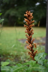 Orobanche hederae