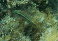 Symphodus ocellatus