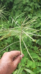 Paspalum fasciculatum