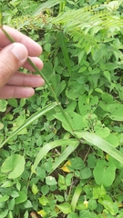 Paspalum fasciculatum