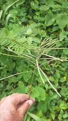 Paspalum fasciculatum