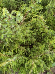 Juniperus