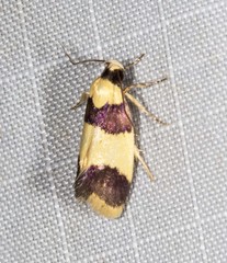 Telecrates laetiorella