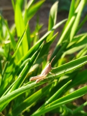 Euchorthippus elegantulus