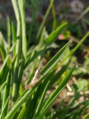 Euchorthippus elegantulus