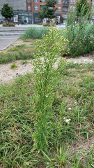 Erigeron canadensis